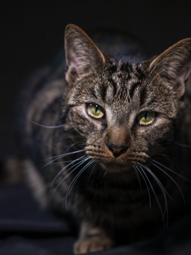 Animaux